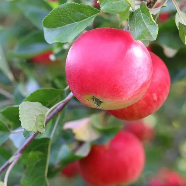 Apple tree Discovery (Malus Domestica) Img 5